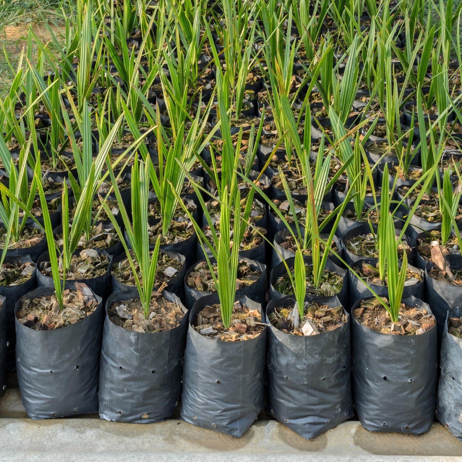 LDPE nursery bags used for young plants