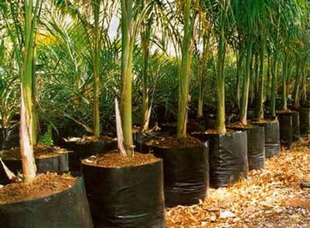 Tree plants in black nursery bags