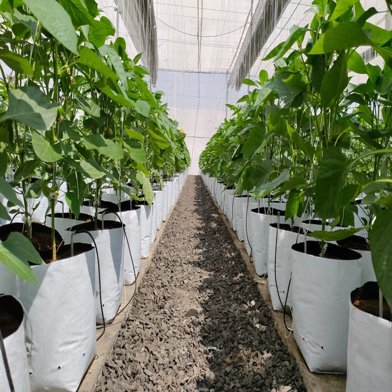 White nursery bag use in greenhouse